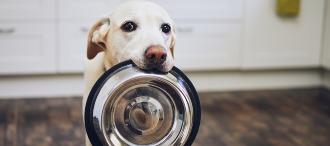 Labrador holding empty food bowl